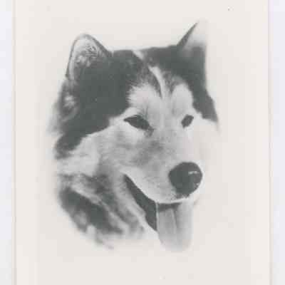 Print, Photographic