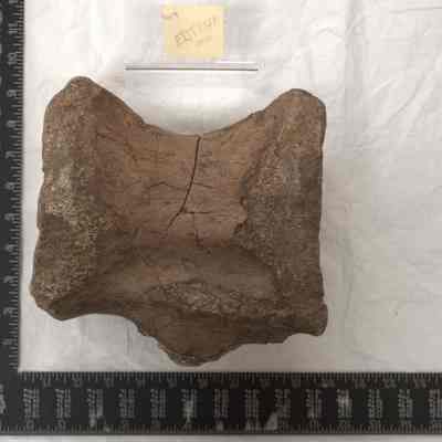 Fossil, Animal