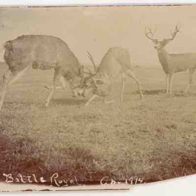Print, Photographic