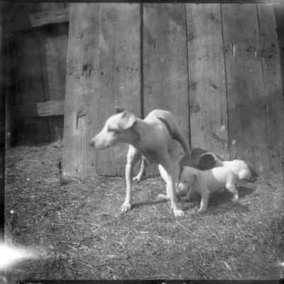 Print, Photographic