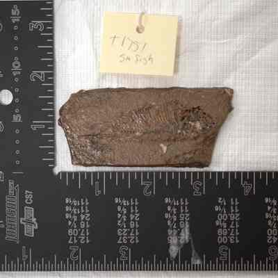 Fossil, Animal