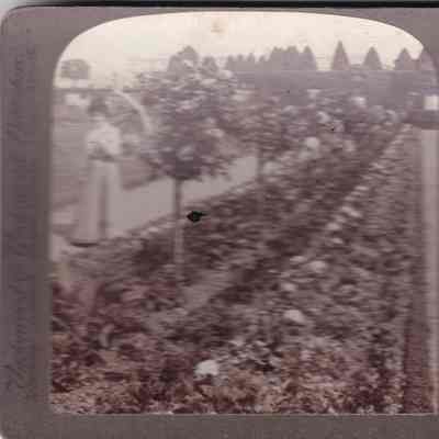 Stereograph