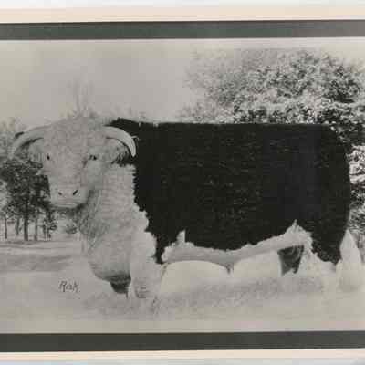 Print, Photographic