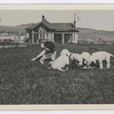Postcard