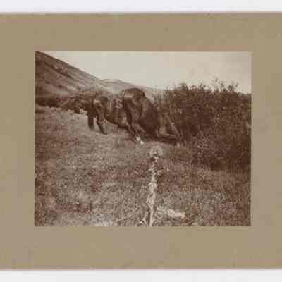 Print, photographic