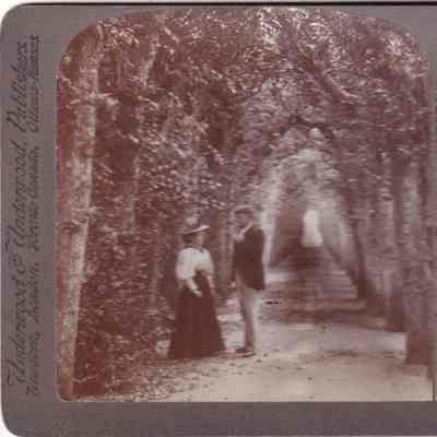 Stereograph