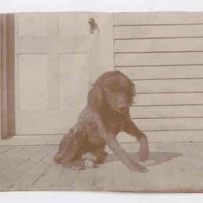 Print, Photographic