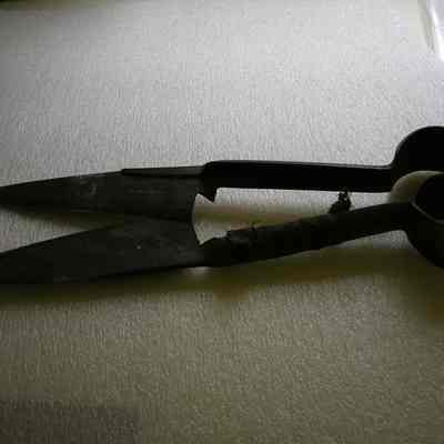 Shears, Sheep