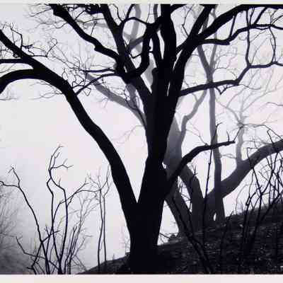 Burned Oaks in Fog, Santa Monica
