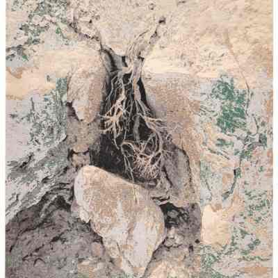 Exposed Roots