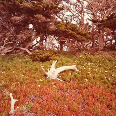 Point Lobos, Calif 1977