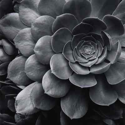 Plant Study