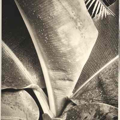 Architect's Leaves, Wellesley