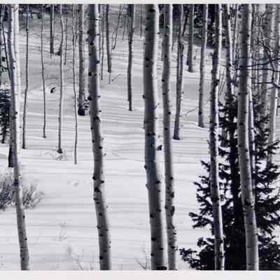 Aspens in Winter, Utah