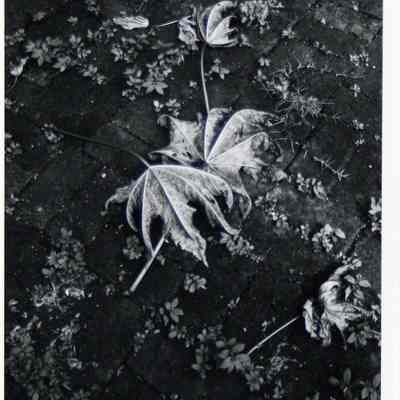 Leaves- Ajijic, Mexico 1973