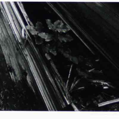 Mary's Peak- Oregon 1972