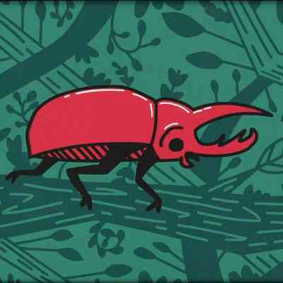 Beetle