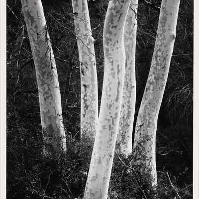 Sycamore Group Santa Monica Mountains 1978