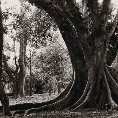 Trees Florida