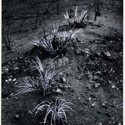 Burned Yuccas on Hillside