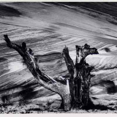Tree Stump and Sandstone, Paria Canyon 1978