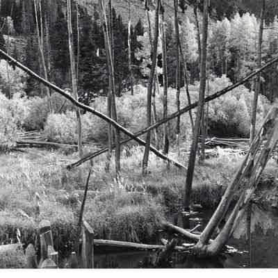 Crossed Trees, Lundy Canyon, Ca. 1978