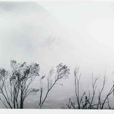 Morning Fog