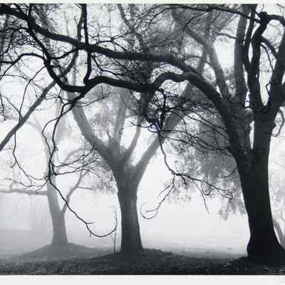 Oaks in Fog