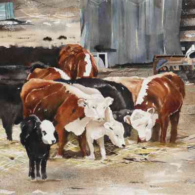 Farming - Cattle