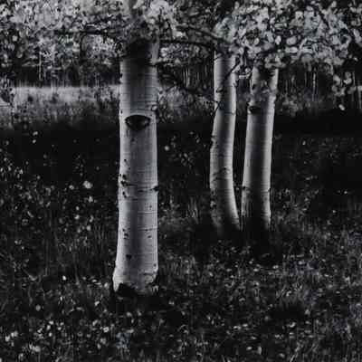 Aspen S - Horizontal, Conway Summit, California