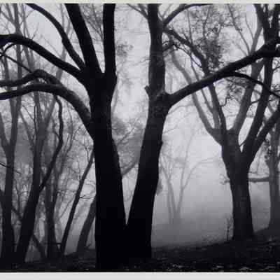 Oaks in Fog, Santa Monica Mountains, 1978