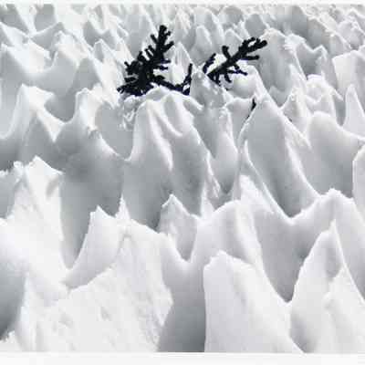 Snow Cups and Young Pines, 1978