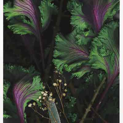 Savoy Cabbage, Baby's Breath, Blade