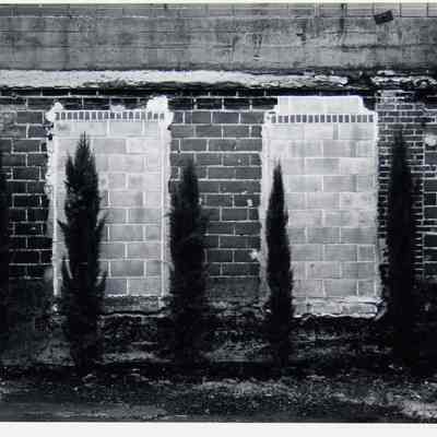 Trees and Wall- Corvallis, Oregon, 1978