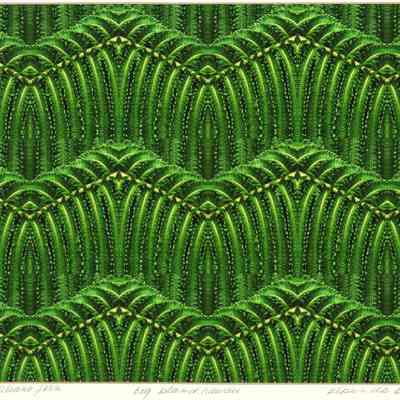 Hawaiian Volcano Fern