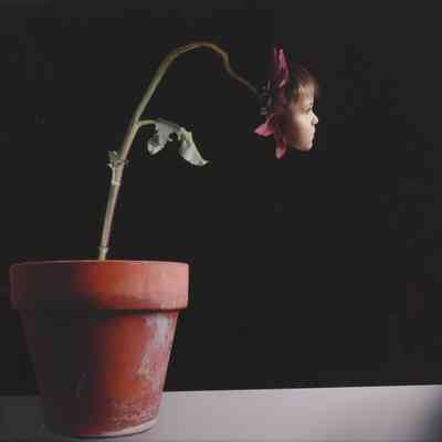 Phototropism, 2006