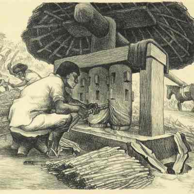 Grinding Sugar Cane from Mexican People
