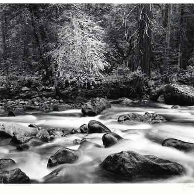 Merced River and Forest Yosemite Valley, California