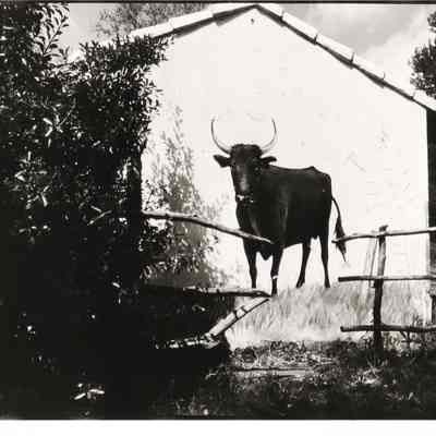 Camargue - 1972