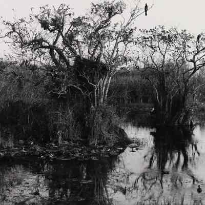 Everglades Flordia