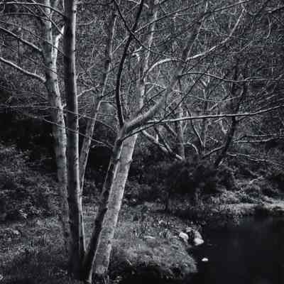 Trees, Weston Pond, Garrapata Creek, Ca.