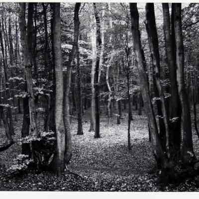 North Downs Forest, England, 1980