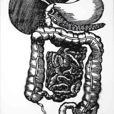 Stomach