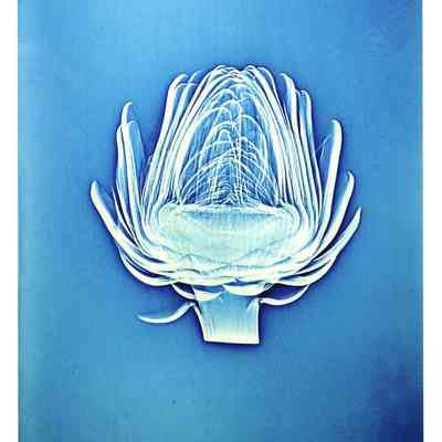 Artichoke