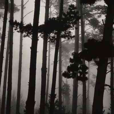 Pines in Fog, Monterey, California, 1962