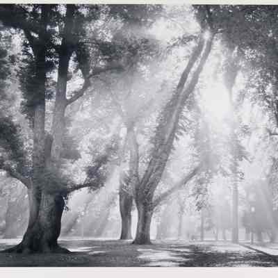 Sunlight, Capitol Park, Sacramento, 1979