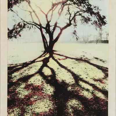 Tree with Shadow