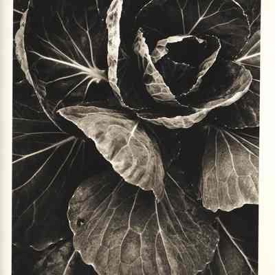 Cabbage, Wellesly 1972