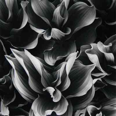 Corn Lilies