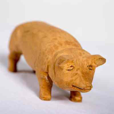 Boar